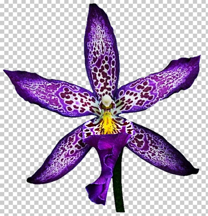 Flower Violet Color Zygopetalum PNG, Clipart, Color, Deviantart, Flora, Flower, Flowering Plant Free PNG Download