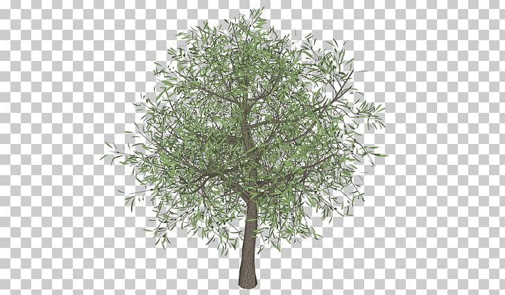 Olive Branch Tree Template PNG, Clipart, 3d Computer Graphics, Branch, Information, Oak, Olive Free PNG Download