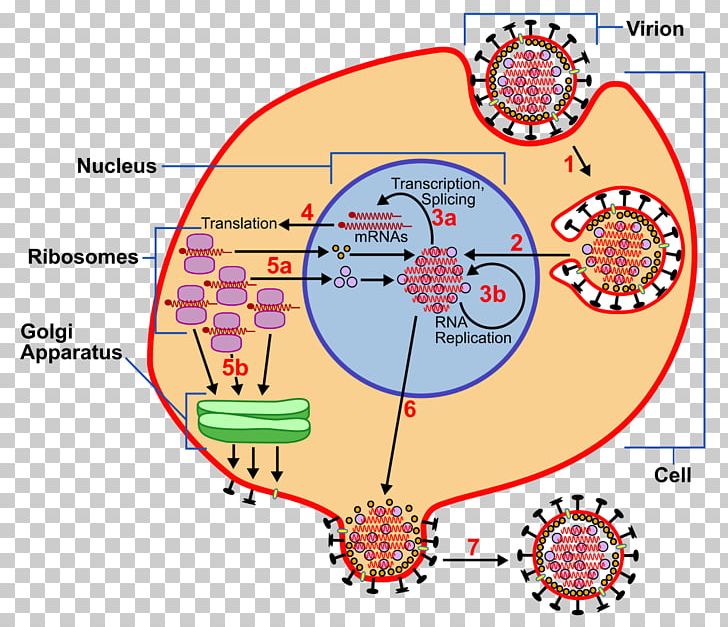 Animal Virus Information Computer File Presentation PNG, Clipart,  Free PNG Download