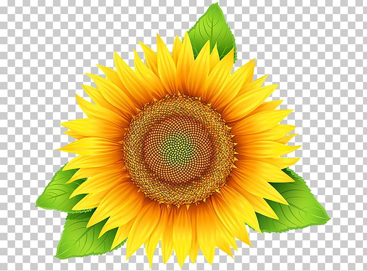 Common Sunflower Sunflower Seed PNG, Clipart, Closeup, Common Sunflower, Computer Icons, Daisy Family, Desktop Wallpaper Free PNG Download