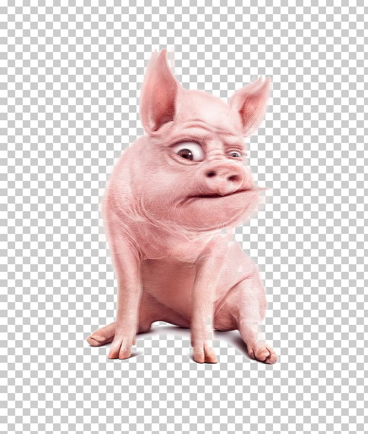 Domestic Pig Graphic Design Designer PNG, Clipart, Advertising, Animal, Animals, Cartoon, Creative Work Free PNG Download