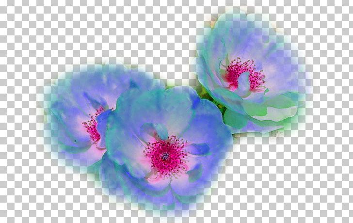 Close-up PNG, Clipart, Blue, Chai, Closeup, Flower, Flowering Plant Free PNG Download