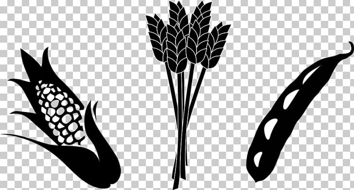 Crop Agriculture Maize Soybean PNG, Clipart, Agriculture, Black And White, Cereal, Clip Art, Corn Kernel Free PNG Download