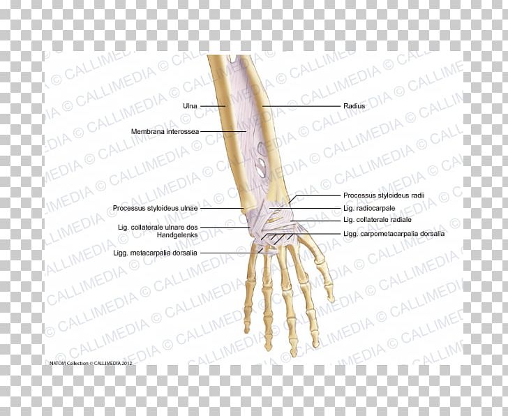 Thumb Bone Forearm Ligament Anatomy PNG, Clipart, Abdomen Anatomy, Anatomy, Angle, Arm, Bone Free PNG Download