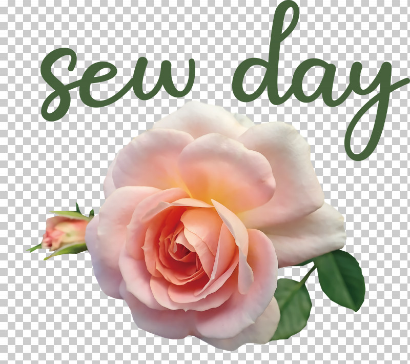 Sew Day PNG, Clipart, Cabbage Rose, Cut Flowers, Floral Design, Floribunda, Flower Free PNG Download