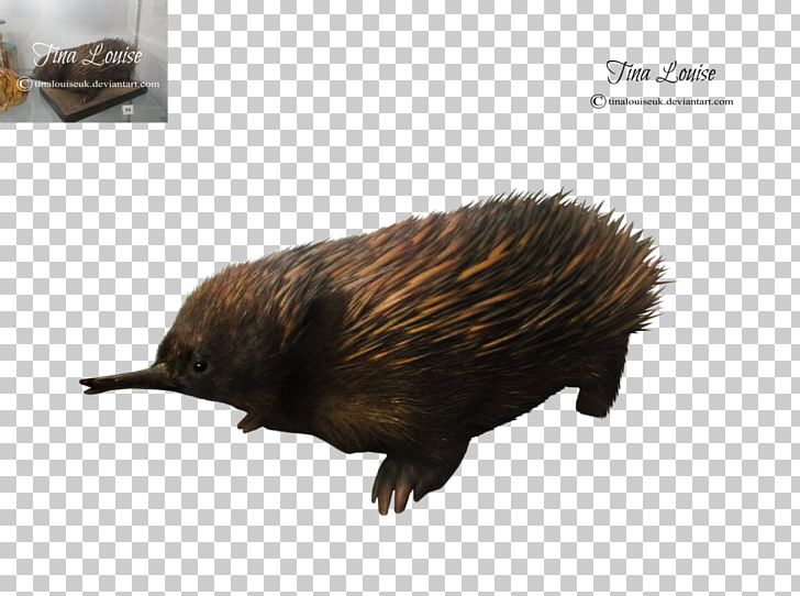 Echidna Hedgehog Beaver Porcupine Fur PNG, Clipart, Beaver, Echidna, Erinaceidae, Fauna, Fur Free PNG Download