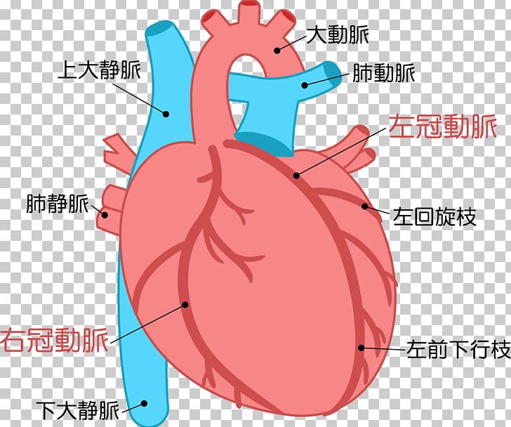 Heart Acute Myocardial Infarction Cardiology Disease PNG, Clipart, Acute Myocardial Infarction, Angina Pectoris, Area, Cardiac Muscle, Cardiovascular Disease Free PNG Download