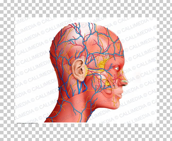 Human Anatomy Head And Neck Anatomy Physiology PNG, Clipart, Anatomi, Anatomy, Brain, Cheek, Chin Free PNG Download