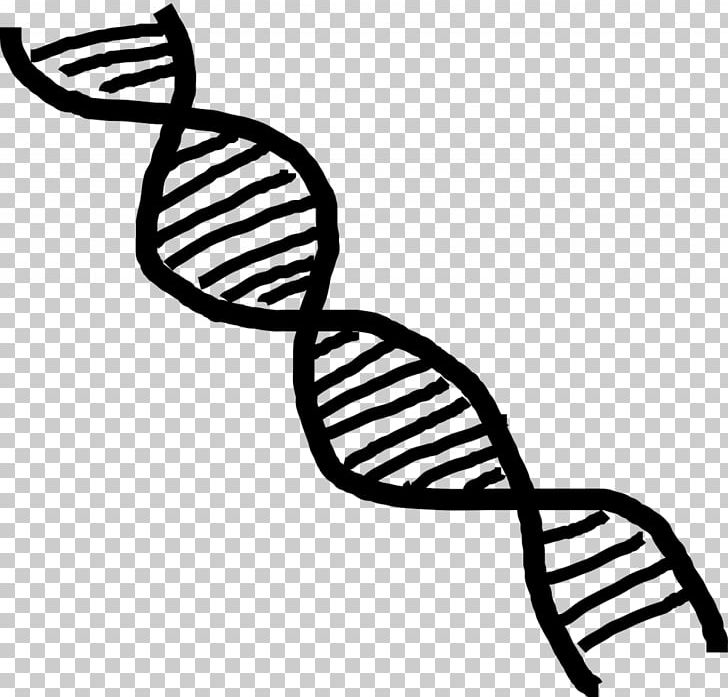 Nucleic Acid Double Helix DNA PNG, Clipart, Arena Of Valor, Artwork, Black And White, Cartoon, Cytosine Free PNG Download