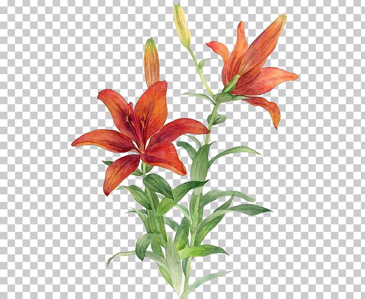Lilium Bulbiferum Red Flower PNG, Clipart, Autumn, Cartoon, Color, Cut ...