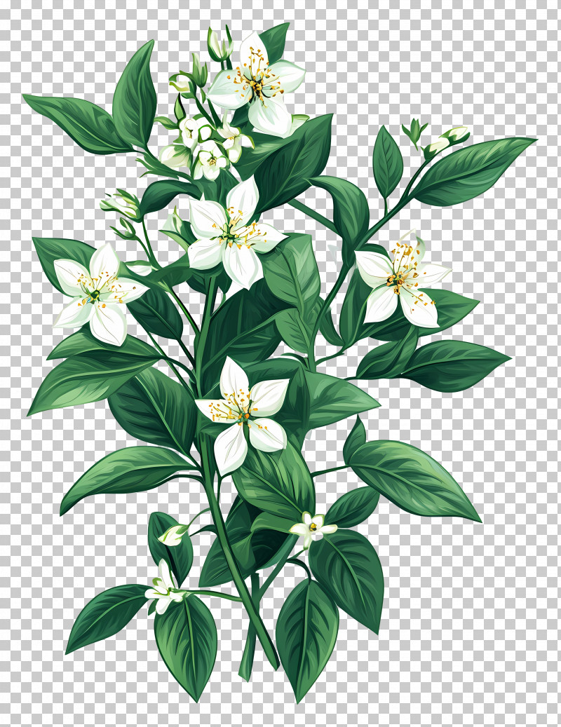 White Flowers - Jasmine Flowers And Leaves PNG