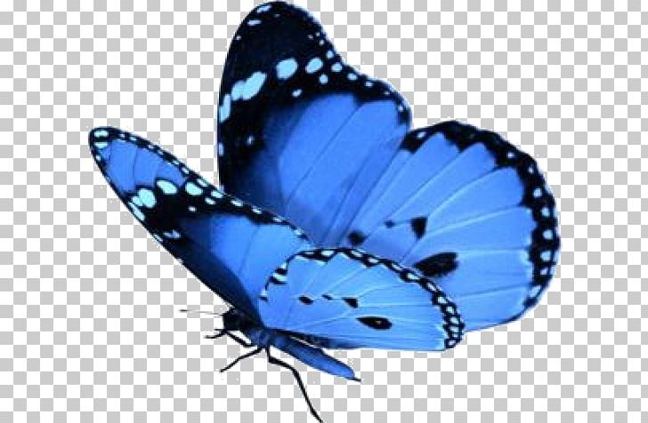 A Butterfly Insect Green Swallowtail Butterfly PNG, Clipart, Arthropod, Blue, Brush Footed Butterfly, Butterflies And Moths, Butterfly Free PNG Download