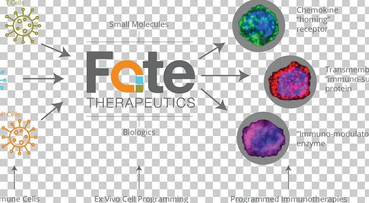 Cell Fate Therapeutics Function Biology PNG, Clipart, Biology, Board Of Directors, Brand, Cell, Circle Free PNG Download