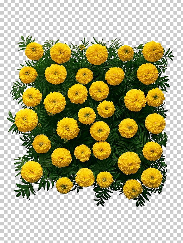 Chrysanthemum Mexican Marigold Flower PNG, Clipart, Annual Plant, Calendula, Chamaemelum Nobile, Daisy Family, Decorative Free PNG Download