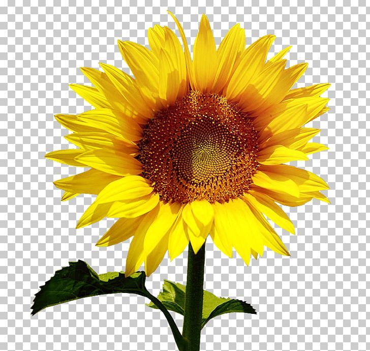 Common Sunflower Sunflower Seed Petal PNG, Clipart, Annual Plant, Asterales, Bud, Common Sunflower, Daisy Family Free PNG Download