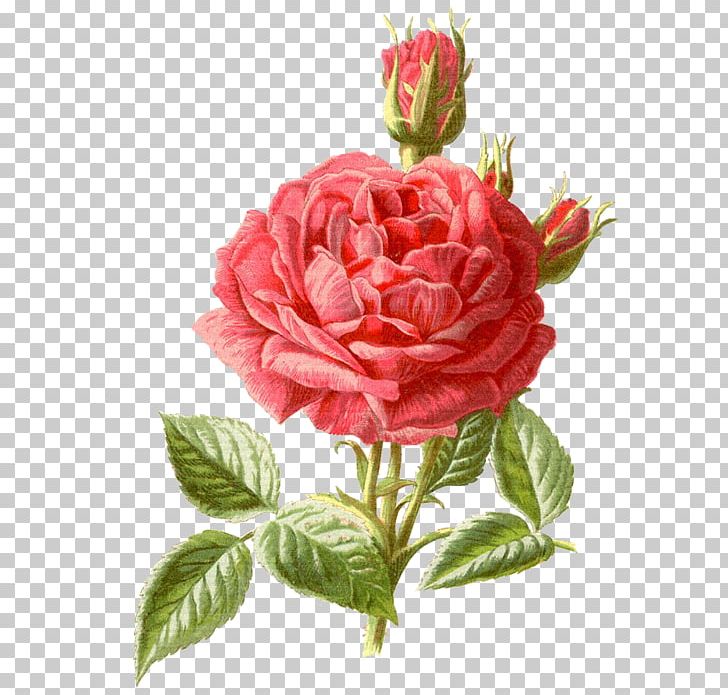 Rose Photography Flower PNG, Clipart, Art, Artificial Flower, Camellia, China Rose, Cut Flowers Free PNG Download