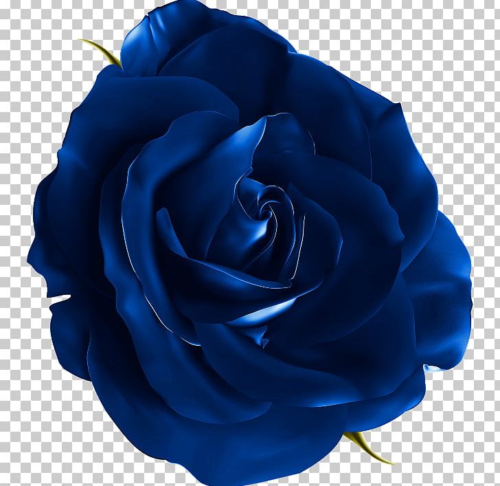 Blue Rose Flower PNG, Clipart, Blue, Blue Flower, Blue Rose, Cobalt Blue, Cut Flowers Free PNG Download