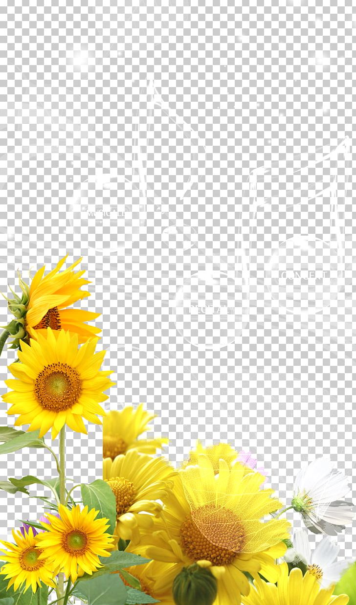 Common Sunflower PNG, Clipart, Daisy Family, Encapsulated Postscript, Flower, Flower Arranging, Material Free PNG Download