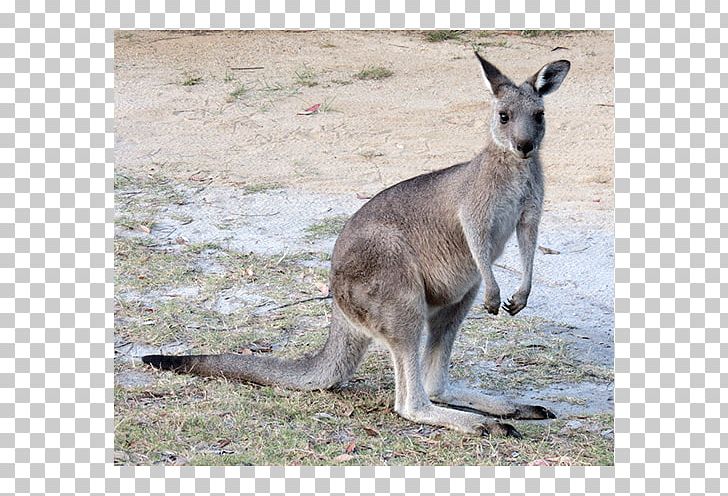 Kangaroo Wallaby Reserve Cheetah Australidelphia Mammal PNG, Clipart, Animal, Animals, Cheetah, Eastern Grey Kangaroo, Fauna Free PNG Download