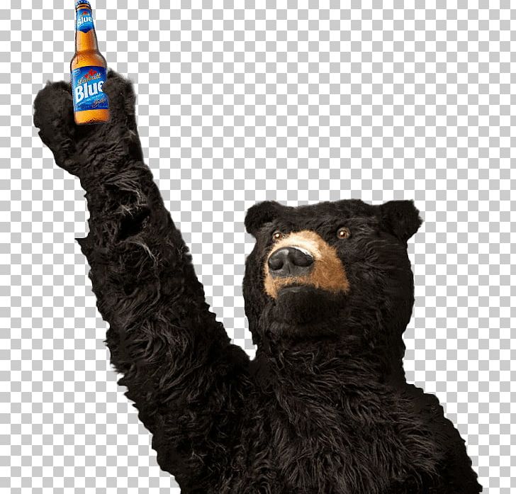 Labatt Open Labatt Brewing Company The 23rd Annual Jeff Phillips Memorial Golf Outing Beer PNG, Clipart, Amherst, Bear, Bear Roar, Beer, Carnivoran Free PNG Download