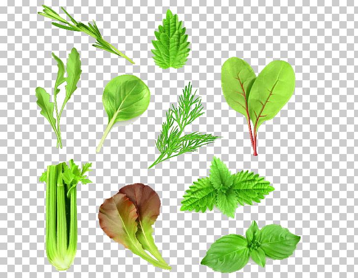 Leaf Vegetable Lettuce Arugula PNG, Clipart, Branch, Celery, Collection, Encapsulated Postscript, Food Drinks Free PNG Download