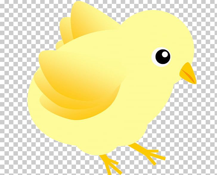 Beak Feather Chicken As Food PNG, Clipart, Animal, Animals, Beak, Bird, Chicken Free PNG Download