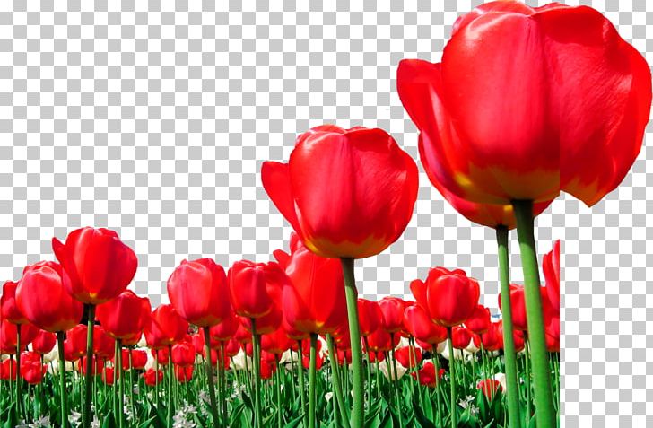 Tulip Flower PNG, Clipart, Designer, Download, Euclidean Vector, Field, Flower Bouquet Free PNG Download