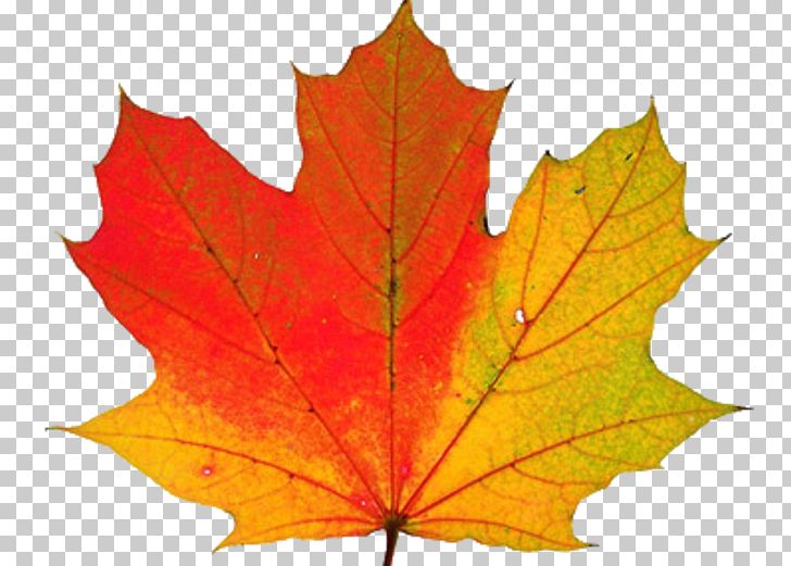 Autumn Leaf Color Why Do Leaves Change Color? PNG, Clipart, Anthocyanin, Autumn, Autumn Leaf Color, Biological Pigment, Carotenoid Free PNG Download