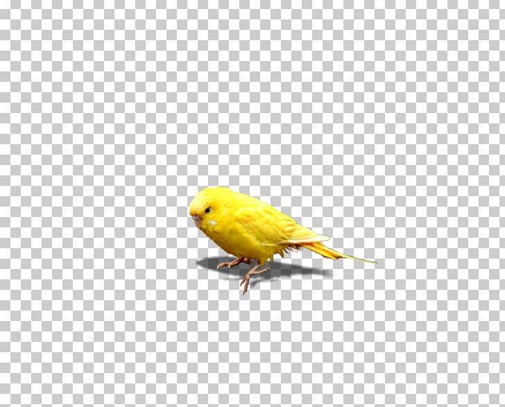 Chicken Icon PNG, Clipart, Animal, Animals, Atlantic Canary, Bird, Canary Free PNG Download
