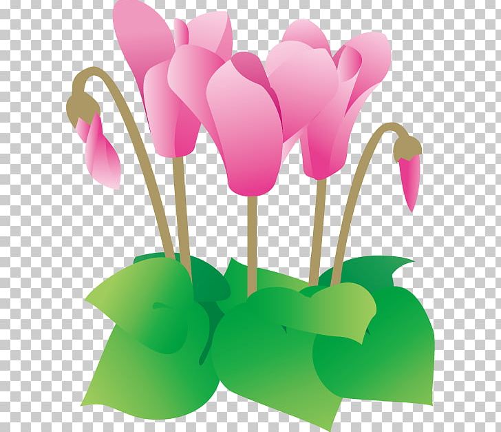 Cyclamen Persicum Winter Illustration Flower PNG, Clipart, Cyclamen, Cyclamen Persicum, December, Floral Design, Floristry Free PNG Download