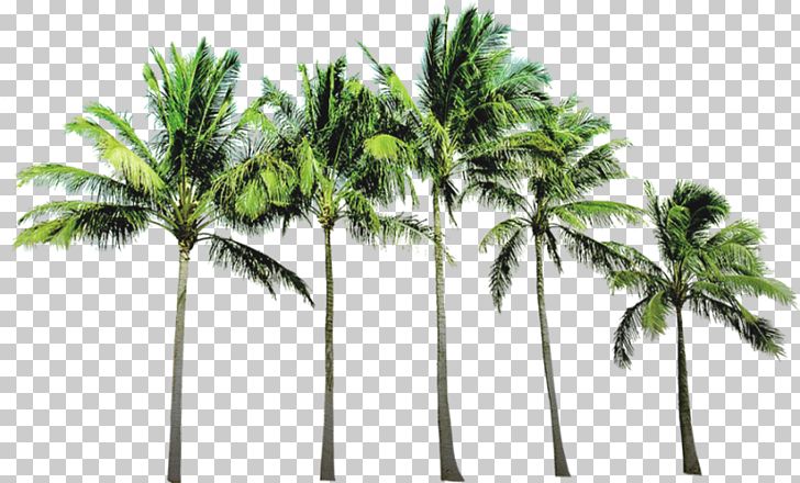 Arecaceae Beach PNG, Clipart, Arecaceae, Arecales, Autumn Tree, Beach, Beaches Free PNG Download