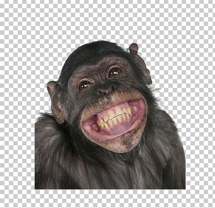 Chimpanzee Gorilla Primate Monkey Circus PNG, Clipart, Animal, Animals, Black, Black Monkey, Happy Birthday Card Free PNG Download