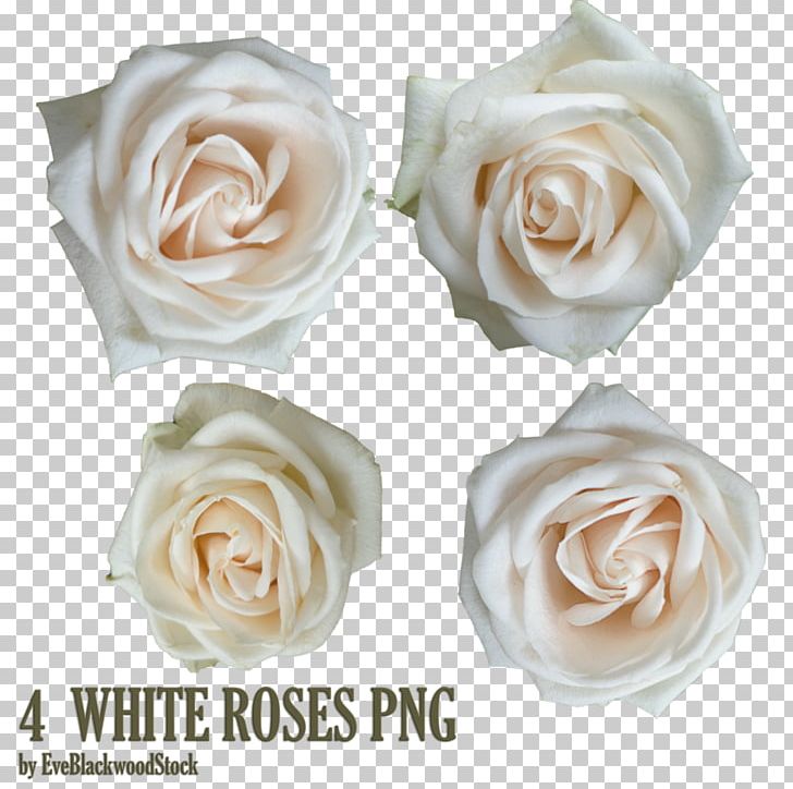 Garden Roses Android White Rose PNG, Clipart, Android, Artificial Flower, Desktop Wallpaper, Floribunda, Flower Free PNG Download