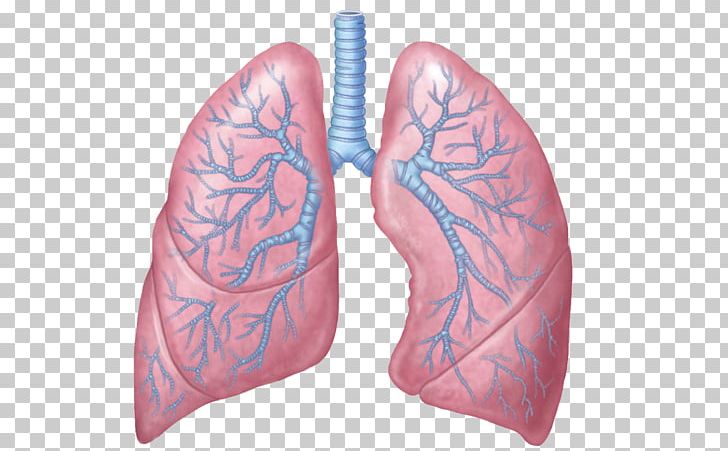Lung Respiratory System Respiratory Tract Anatomy Respiration PNG, Clipart, Anatomy, Blood Vessel, Breathing, Bronchus, Carina Of Trachea Free PNG Download
