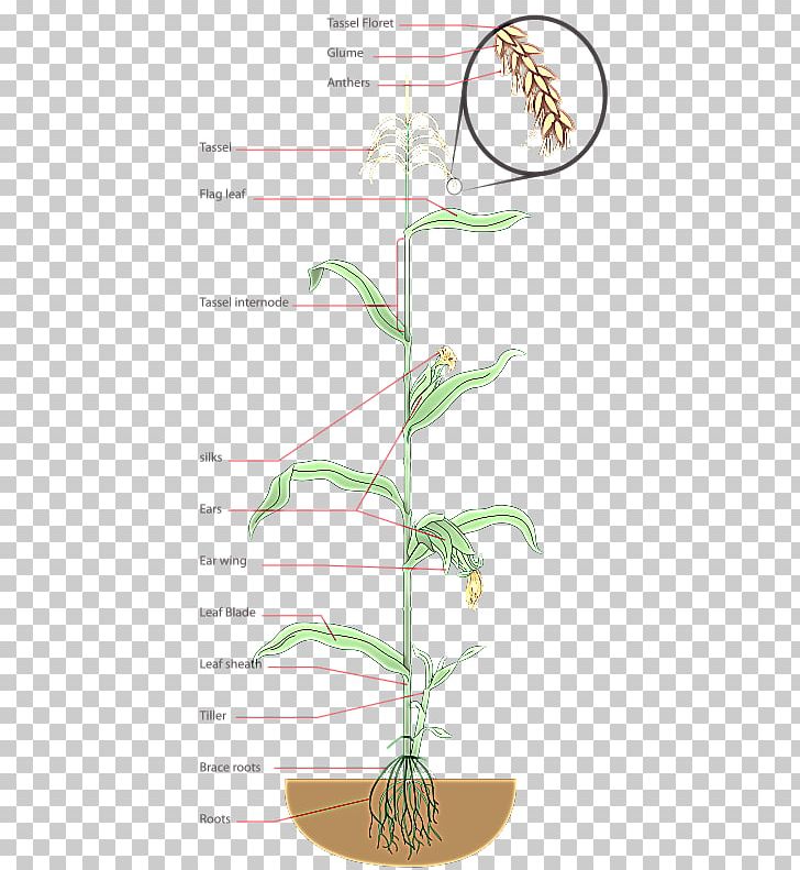 Maize Popcorn Diagram Sweet Corn Plant PNG, Clipart, Baby Corn, Branch, Cereal, Corn, Corn Kernel Free PNG Download