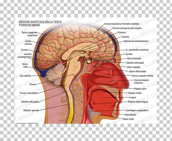 Sagittal Plane Human Head Brain Skull PNG, Clipart, Anatomy, Blood Vessel, Brain, Head, Head And Neck Anatomy Free PNG Download