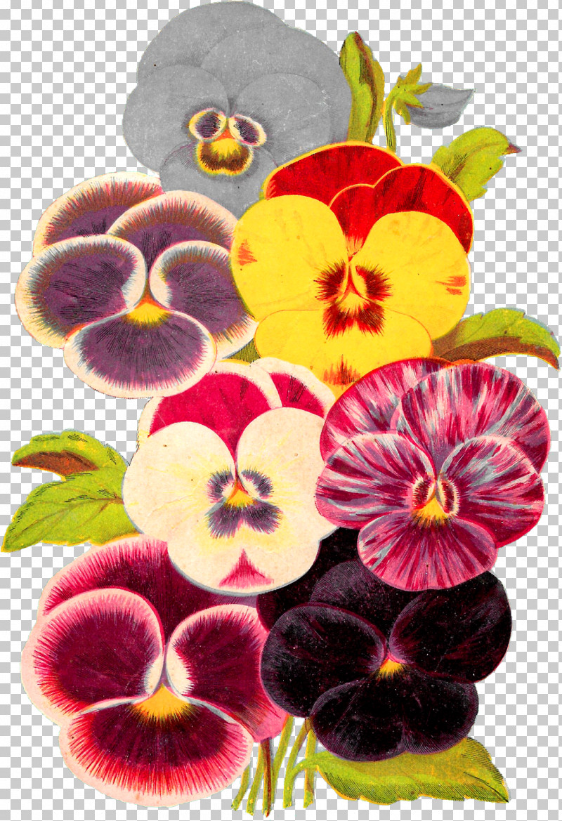 Flower Wild Pansy Pansy Plant Petal PNG, Clipart, Flower, Moth Orchid, Pansy, Petal, Plant Free PNG Download