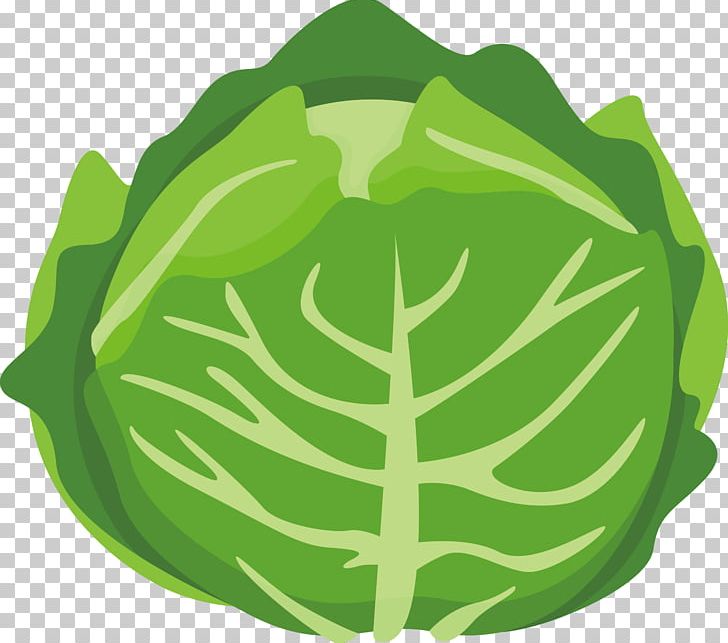 Chinese Cabbage Vegetable Cartoon PNG, Clipart, Balloon Cartoon, Boy Cartoon, Cabbage, Cabbage Vector, Cartoon Character Free PNG Download