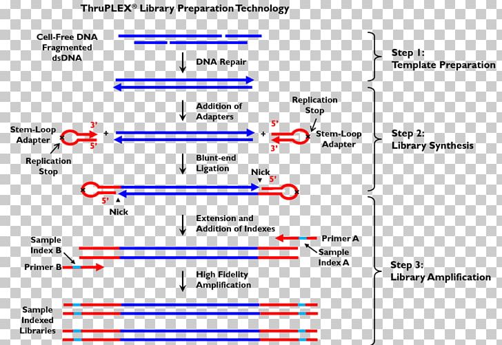 DNA Sequencing Massive Parallel Sequencing Expressed Sequence Tag PNG, Clipart, Angle, Chemistry, Complementary Dna, Computer Program, Diagram Free PNG Download