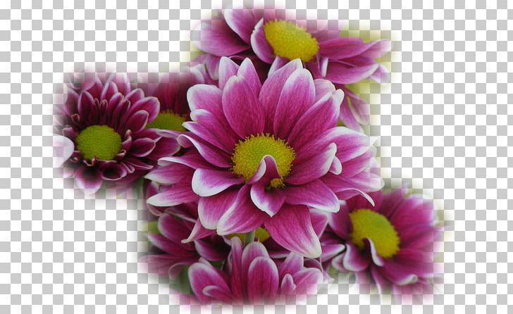 Flower Still Life Floral Design PNG, Clipart, Annual Plant, Blog, Cari, Chrysanthemum, Chrysanths Free PNG Download