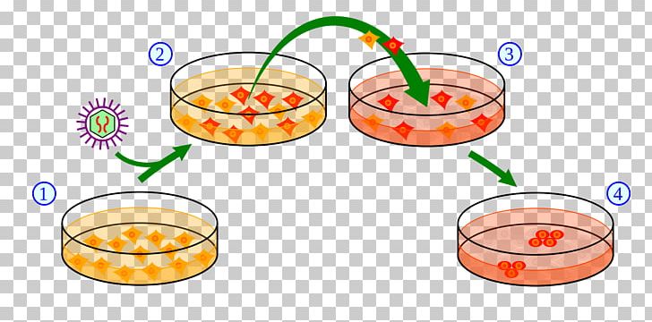 Induced Pluripotent Stem Cell Embryonic Stem Cell Pluripotency PNG, Clipart, Adult Stem Cell, Cell, Cord Blood, Cuisine, Education Science Free PNG Download