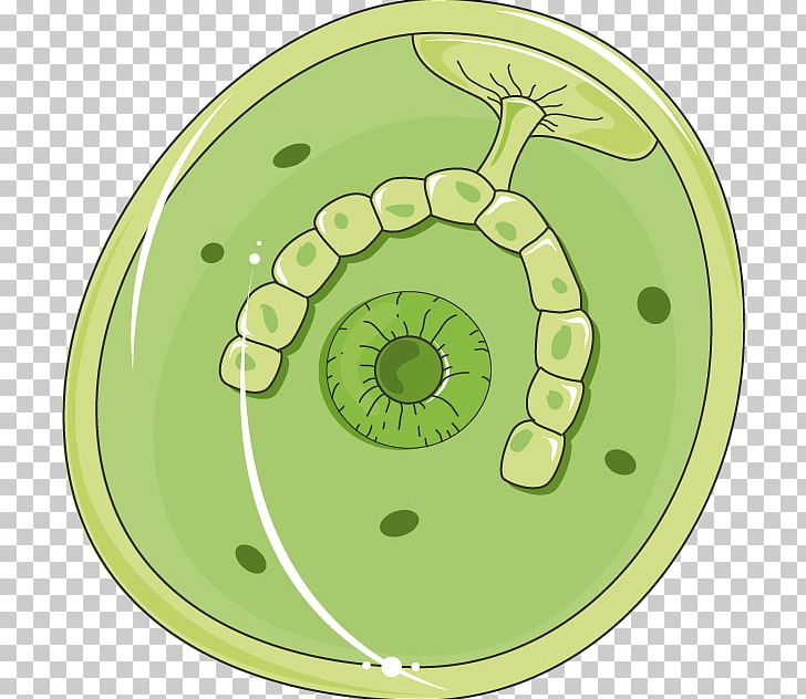 Infectious Disease Fasciolosis Fasciola Hepatica Medicine Echinococcosis PNG, Clipart, Circle, Cyst, Echinococcosis, Echinococcus Granulosus, Eye Free PNG Download