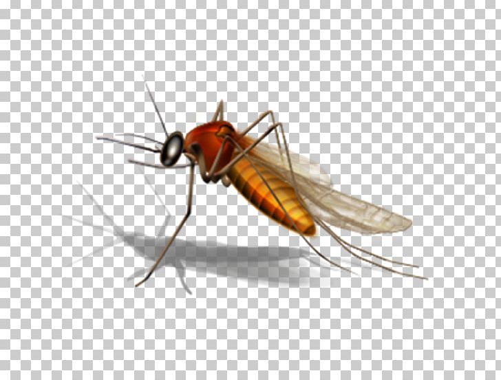 Mosquito Control West Nile Virus Microsoft Office Website PNG, Clipart, Arthropod, Dengue, Fly, Insect, Insects Free PNG Download