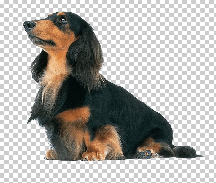 Dachshund Beagle Kai Ken Poodle Miniature Size PNG, Clipart, Badger, Beagle, Burrow, Carnivoran, Companion Dog Free PNG Download
