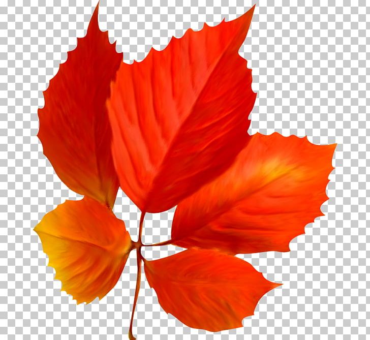 Leaf Encapsulated PostScript PNG, Clipart, Autumn, Digital Image, Encapsulated Postscript, Flower, Flowering Plant Free PNG Download