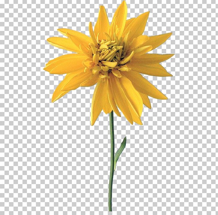Lossless Compression PNG, Clipart, Cut Flowers, Dahlia, Daisy Family, Data, Data Compression Free PNG Download