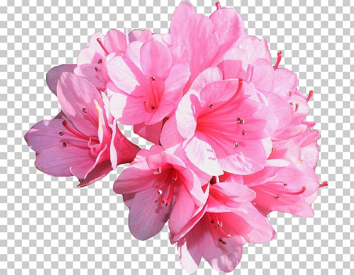Carnation Pink Flowers Rose Common Daisy PNG, Clipart, Azalea, Blossom, Carnation, Cherry Blossom, Color Free PNG Download