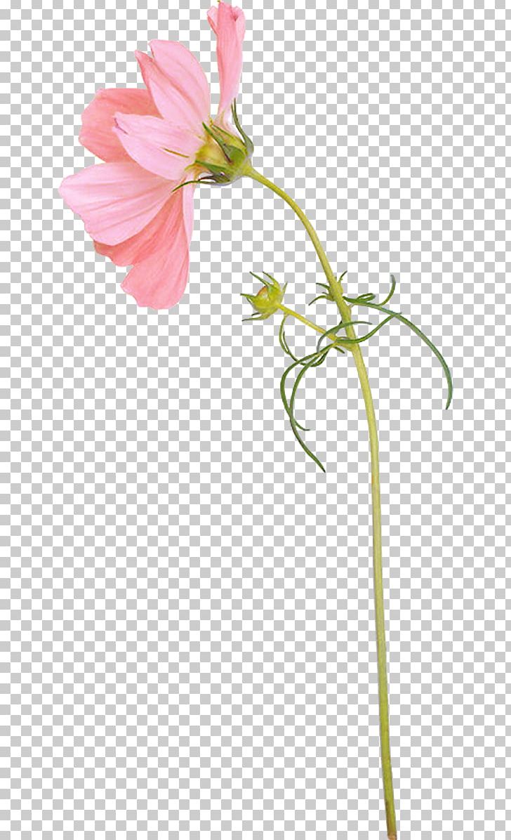 Flower PNG, Clipart, Alstroemeriaceae, Archive File, Chrysanthemum, Cosmos, Cut Flowers Free PNG Download