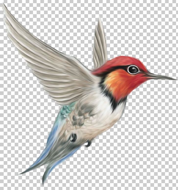 Hummingbird PNG, Clipart, Beak, Bird, Clip Art, Computer Icons, Dots Per Inch Free PNG Download