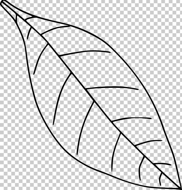 Leaf Drawing Black And White PNG, Clipart, Angle, Area, Black And White, Circle, Clip Art Free PNG Download